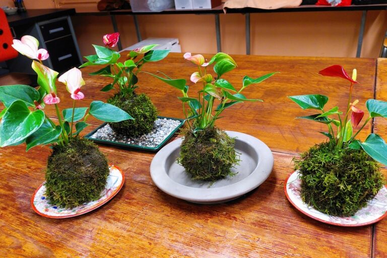 Kokedama
