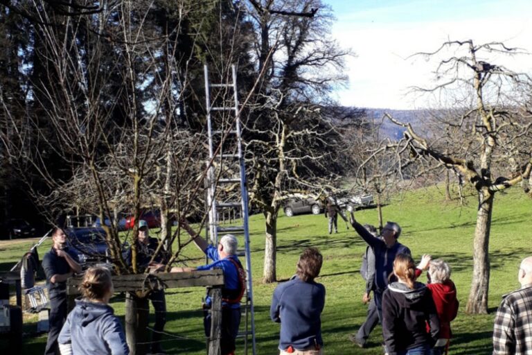 Taille des arbres