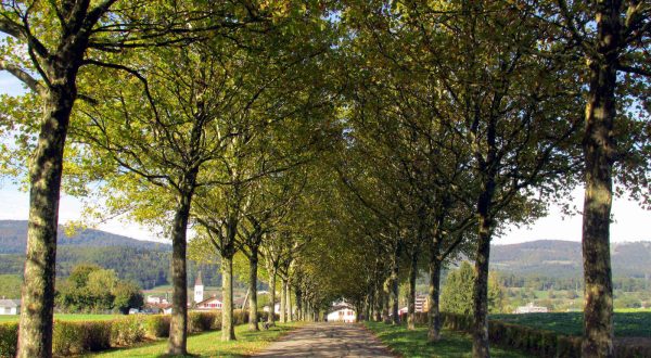 Allée de platanes rue de l'Abbaye Bassecourt
